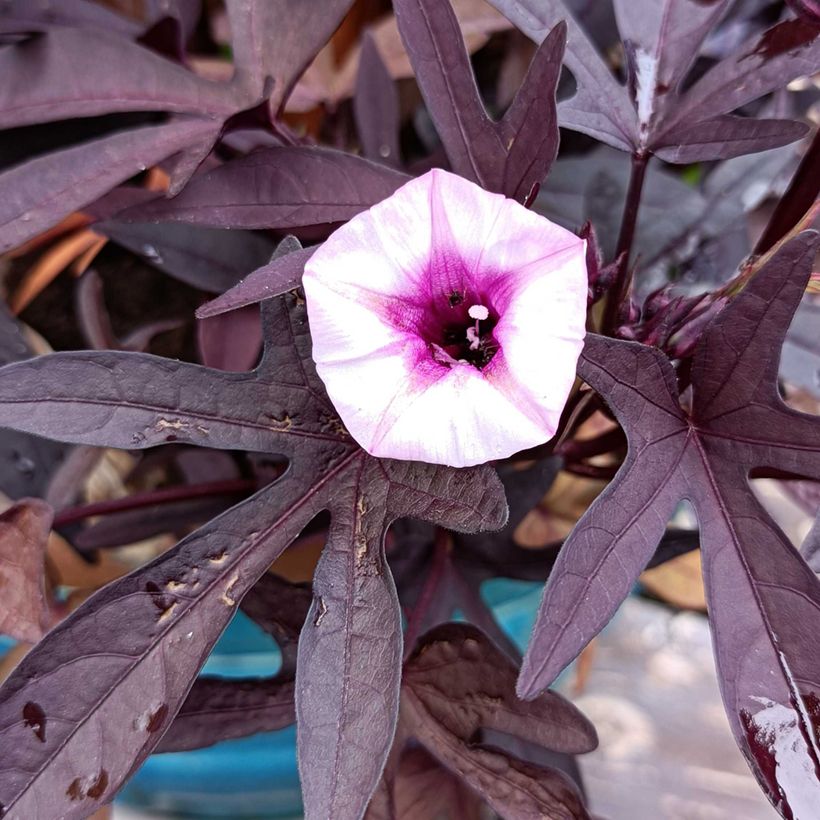 Ipomoea batatas Illusion Midnight Lace - Patata dolce (Fioritura)