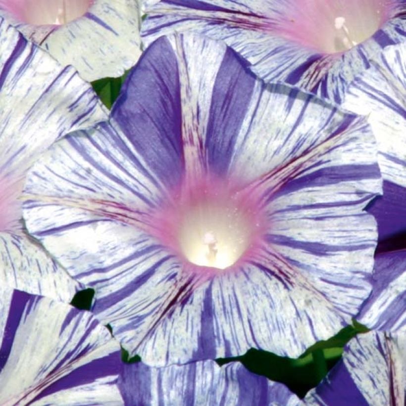 Ipomoea purpurea Venice blue - Campanella turchina (Fioritura)