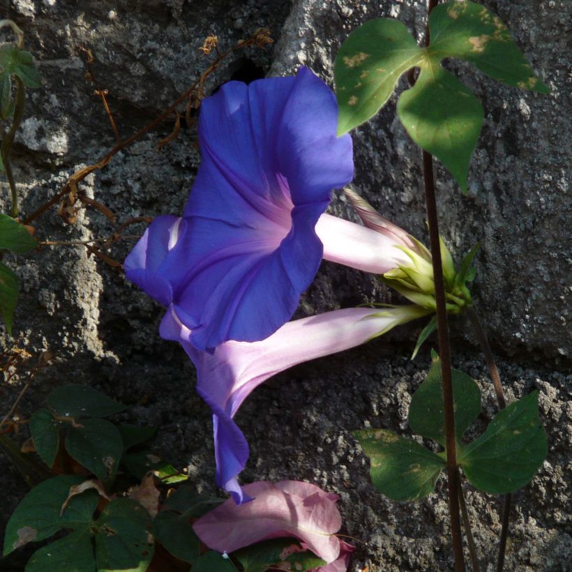 Ipomoea learii - Campanella perenne (Fioritura)