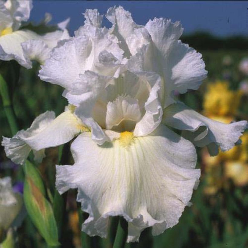 Iris germanica Arctic Age - Giaggiolo paonazzo (Fioritura)