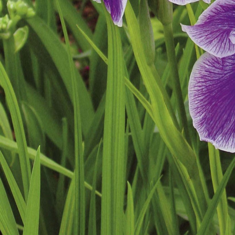 Iris ensata Crystal Halo - Iris giapponese (Fogliame)