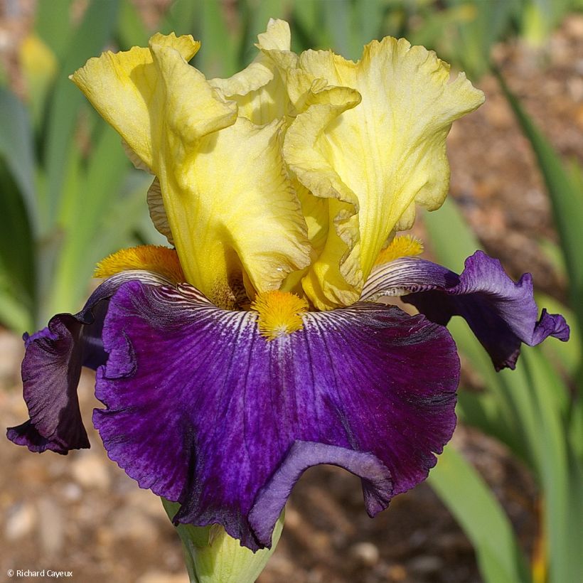 Iris germanica Je Vole - Giaggiolo paonazzo (Fioritura)