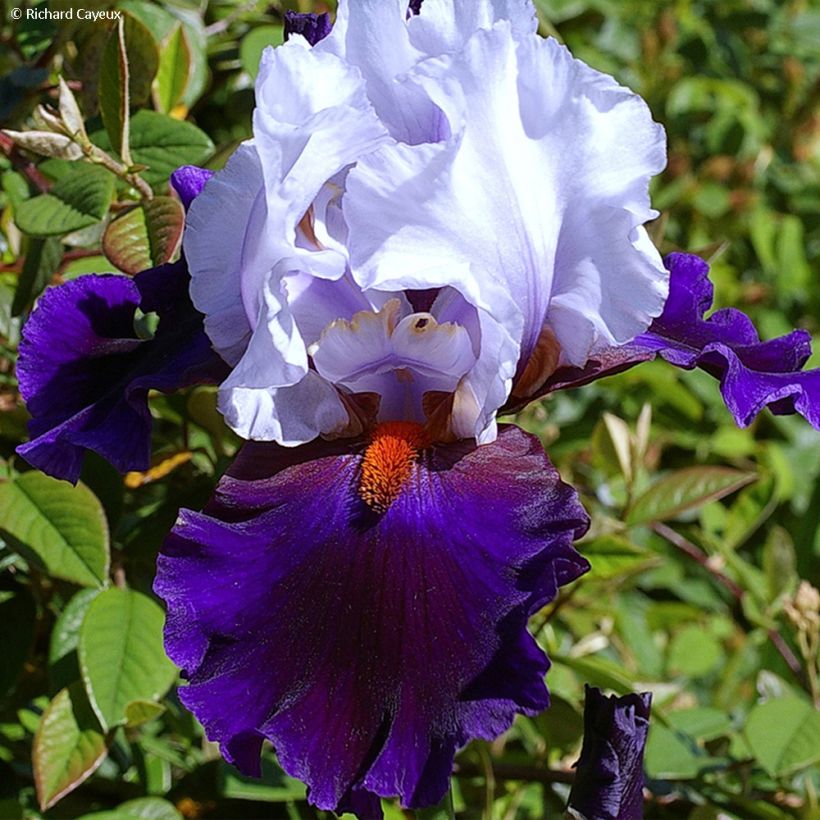 Iris germanica Magnétisme - Giaggiolo paonazzo (Fioritura)