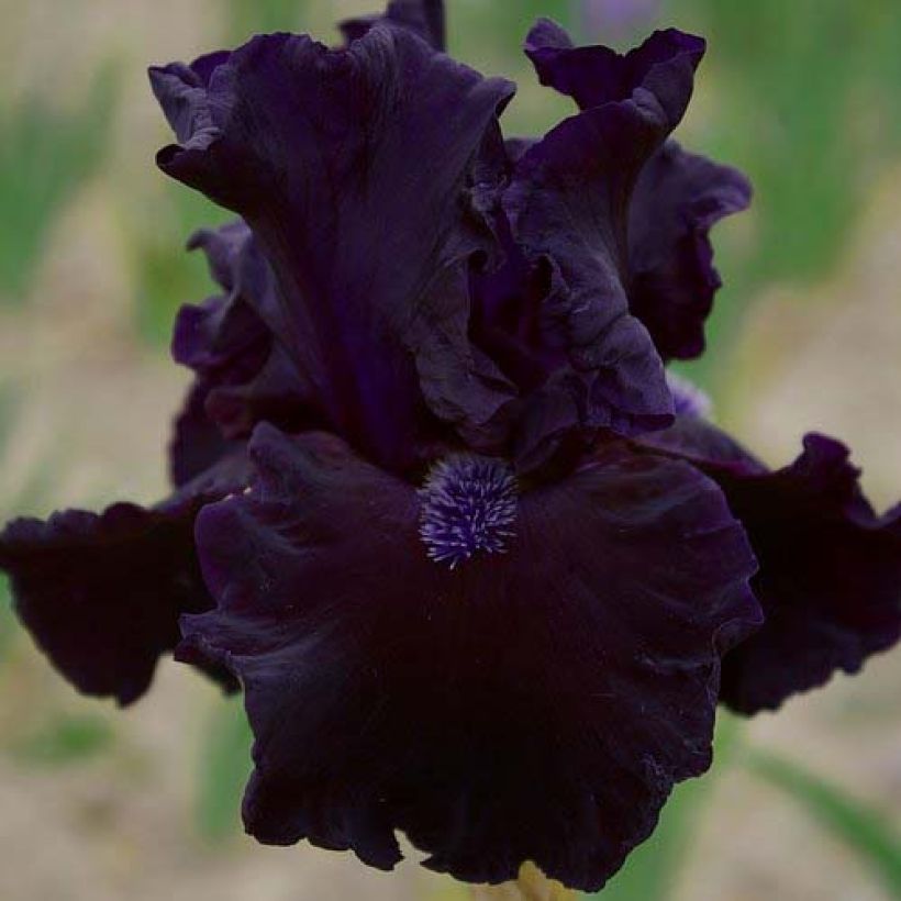 Iris germanica Obsidian - Giaggiolo paonazzo (Fioritura)