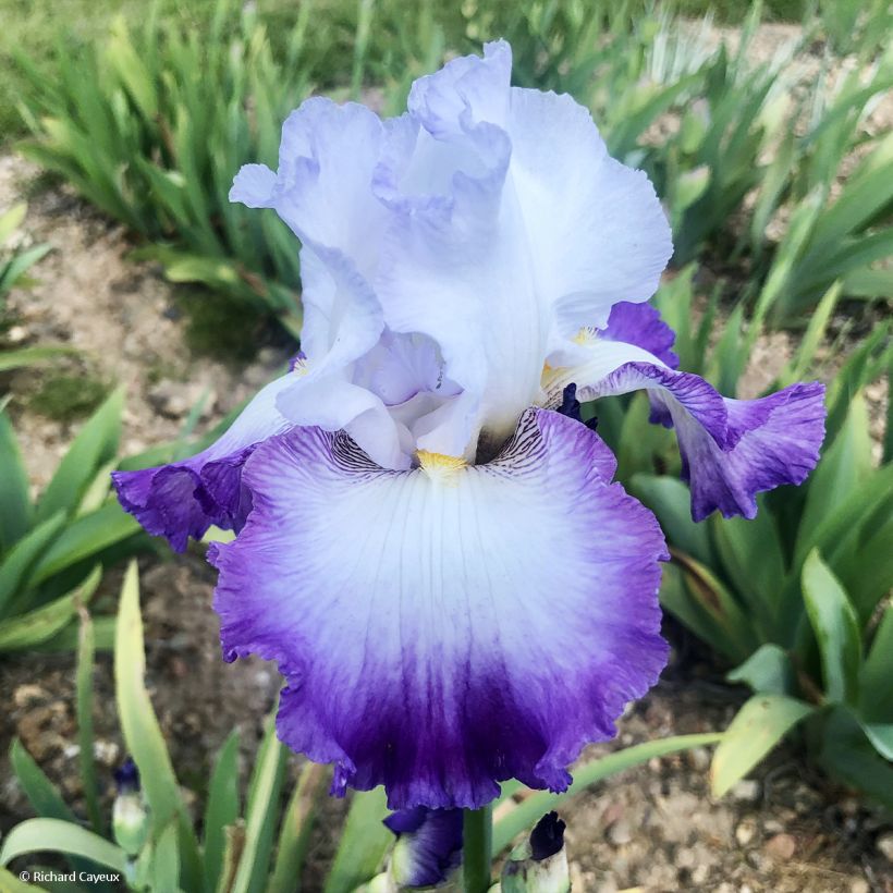 Iris germanica Pastel Printanier - Giaggiolo paonazzo (Fioritura)