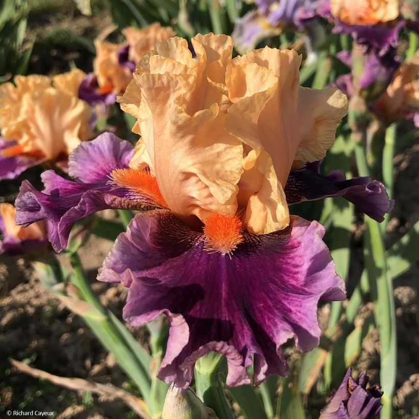 Iris germanica So beau - Giaggiolo paonazzo (Fioritura)