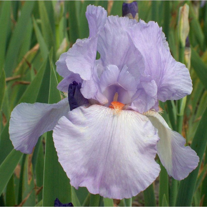 Iris germanica Late Lilac - Giaggiolo paonazzo (Fioritura)