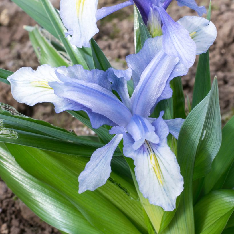 Iris aucheri - Giaggiolo (Fioritura)