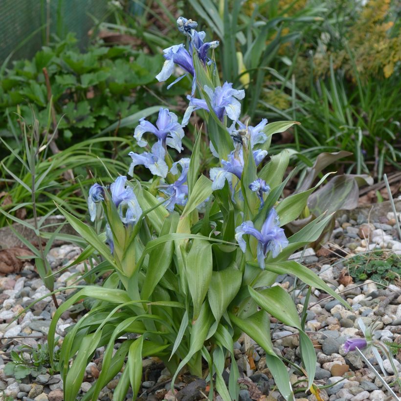 Iris aucheri - Giaggiolo (Porto)