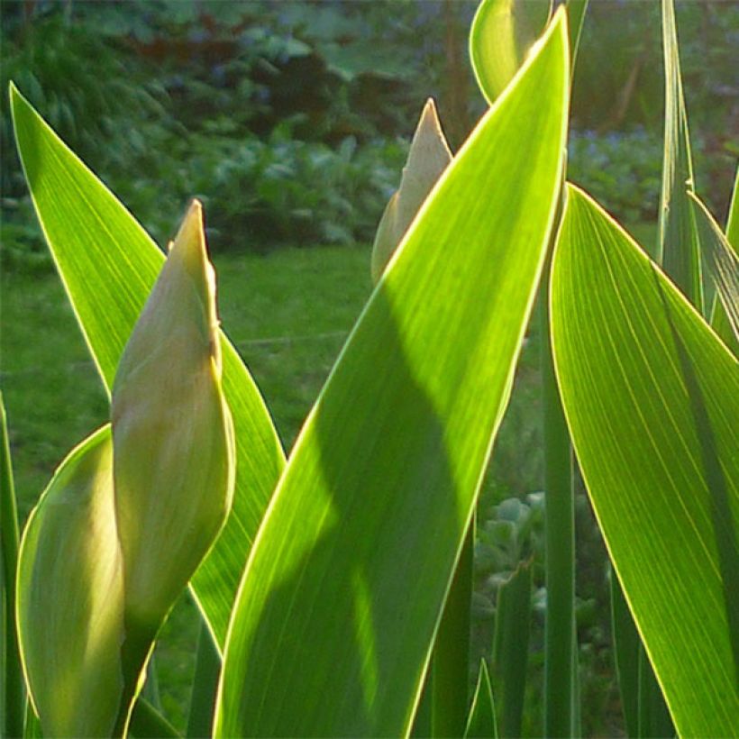 Iris barbata-Media Bedtime Story - Giaggiolo (Fogliame)