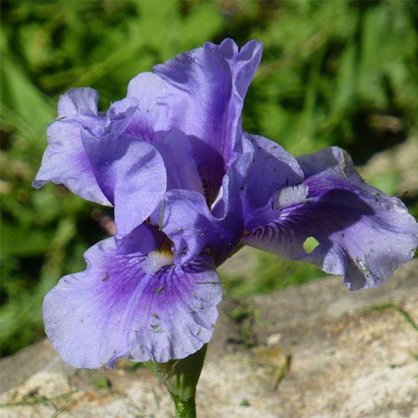 Iris barbata-Media Bedtime Story - Giaggiolo (Fioritura)