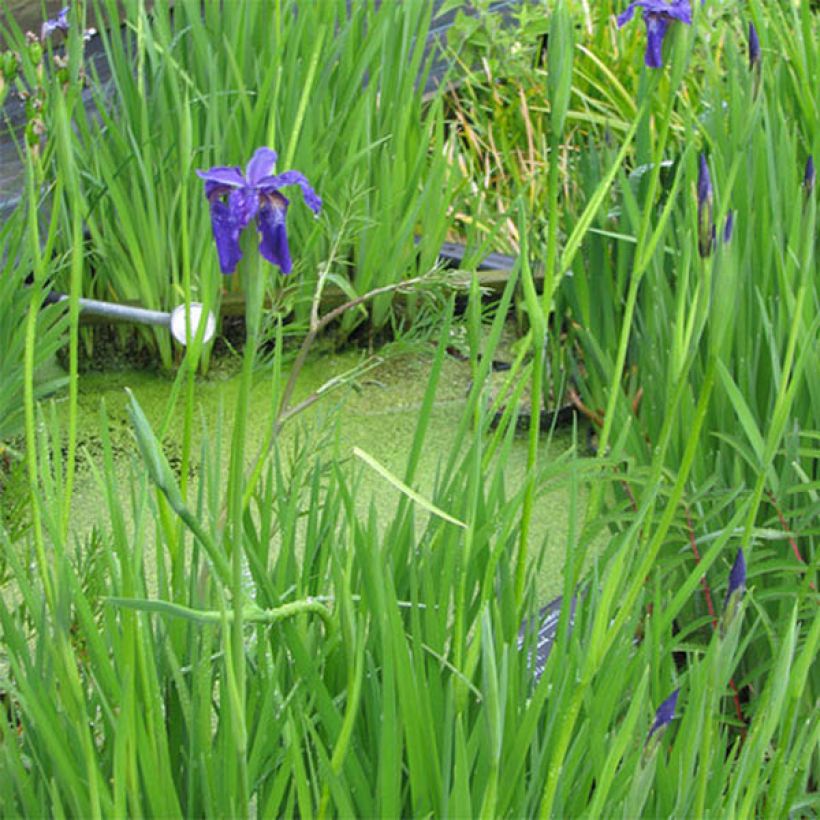 Iris bulleyana - Giaggiolo (Porto)