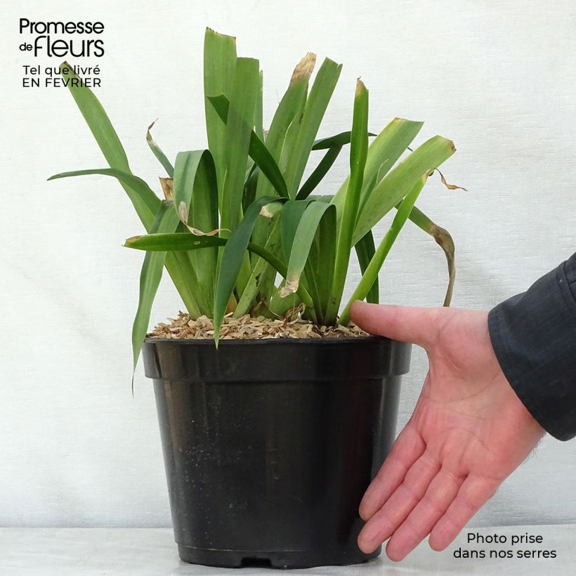 Iris confusa Martyn Rix - Iris bambou Pot de 3L/4L esemplare consegnato in inverno