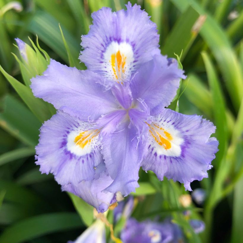 Iris confusa Martyn Rix - Giaggiolo (Fioritura)