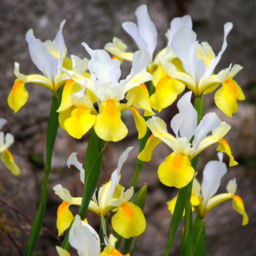 Iris hollandica Apollo - Iris olandesi (Fioritura)