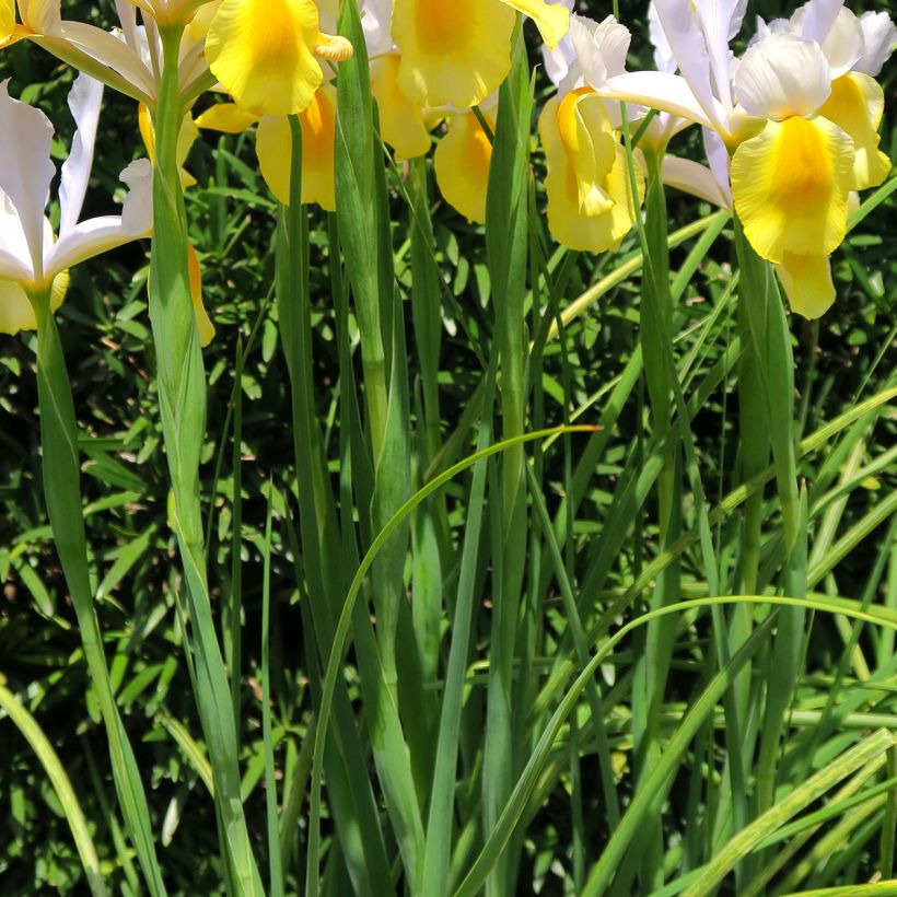 Iris hollandica Apollo - Iris olandesi (Fogliame)