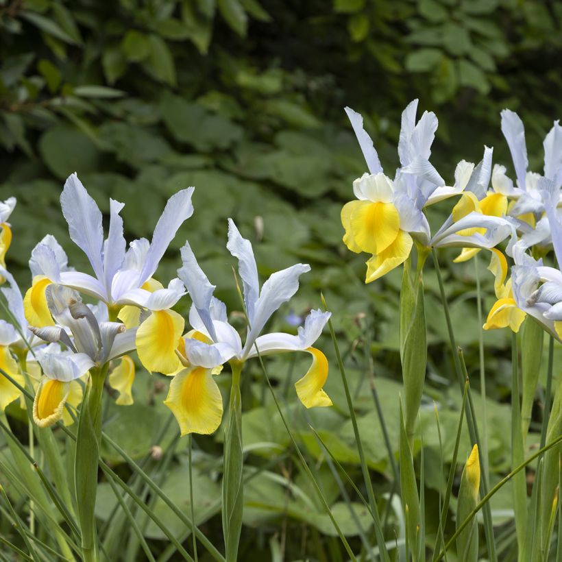 Iris hollandica Apollo - Iris olandesi (Porto)