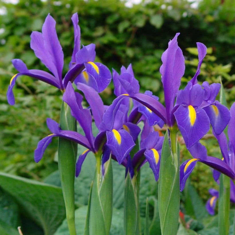 Iris hollandica Blue Magic - Iris olandesi (Fioritura)