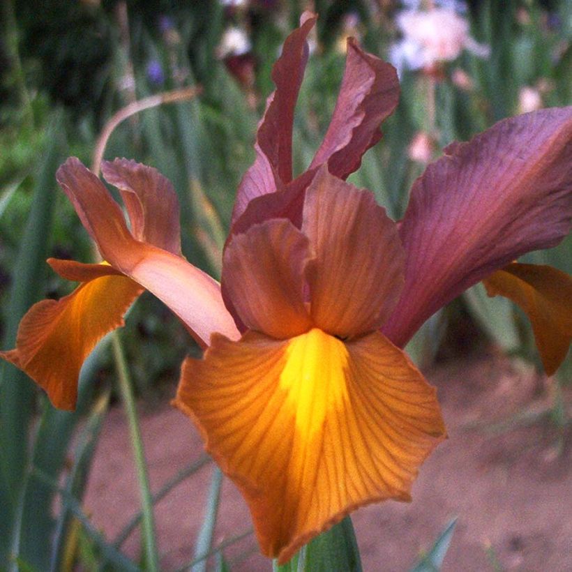 Iris hollandica Bronze Queen - Iris olandesi (Fioritura)