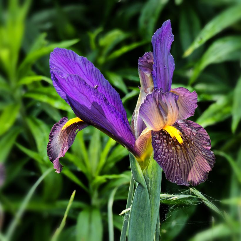 Iris hollandica Eye of the Tiger - Iris olandesi (Fioritura)