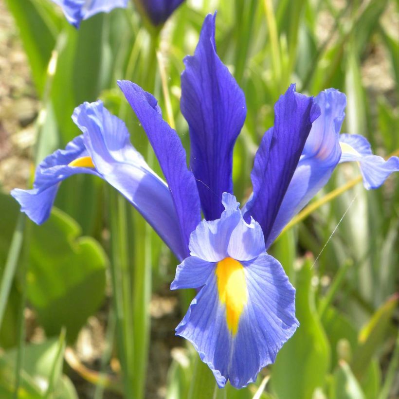 Iris hollandica Sapphire Beauty - Iris olandesi (Fioritura)