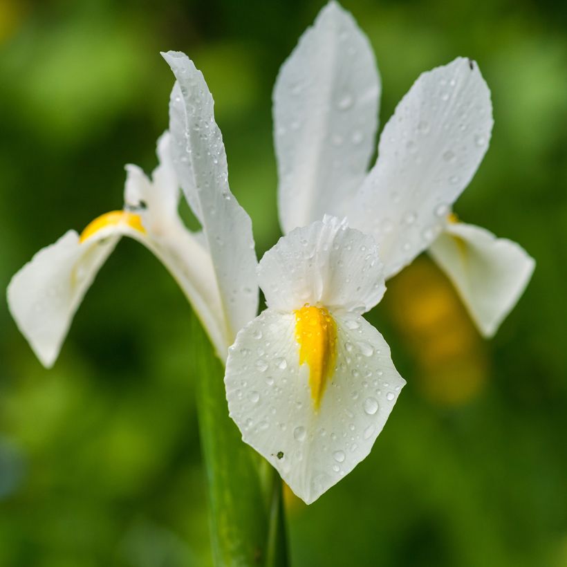 Iris hollandica White Excelsior - Iris olandesi (Fioritura)