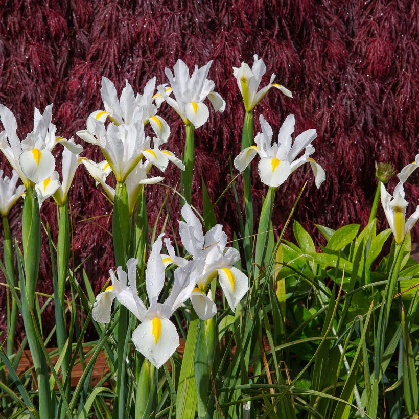 Iris hollandica White Excelsior - Iris olandesi (Porto)