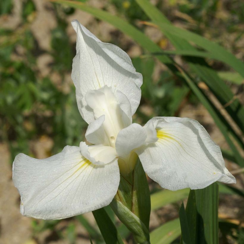 Iris ensata Comtesse de Paris - Iris giapponese (Fioritura)