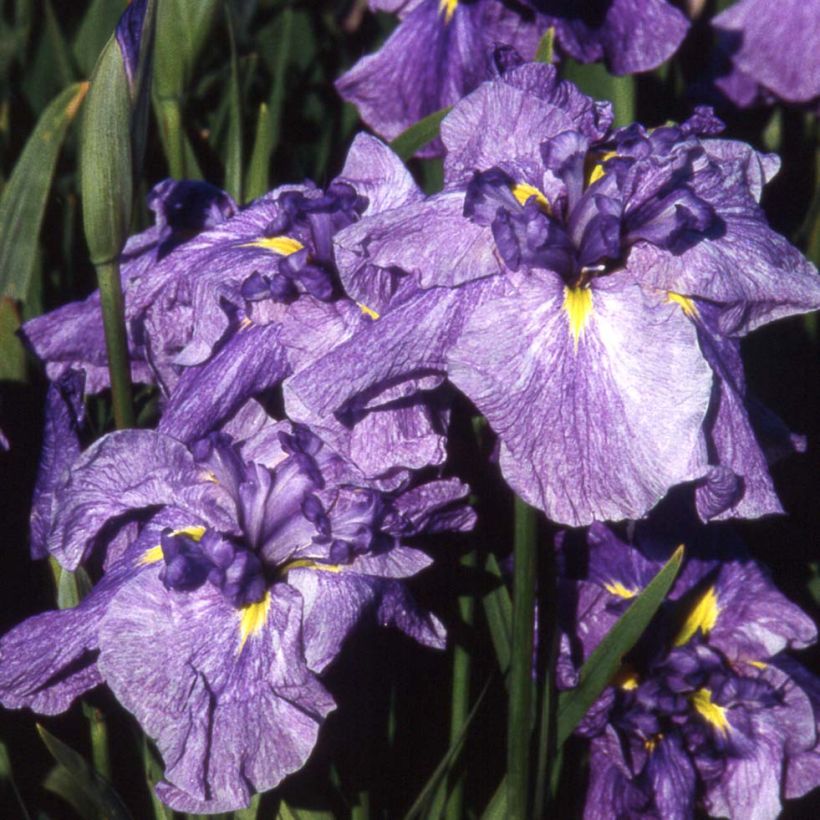 Iris ensata Dainagon - Iris giapponese (Fioritura)