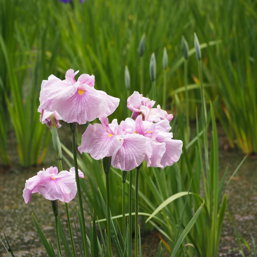 Iris ensata Dinner Plate Tub Tim Grob - Iris giapponese (Porto)