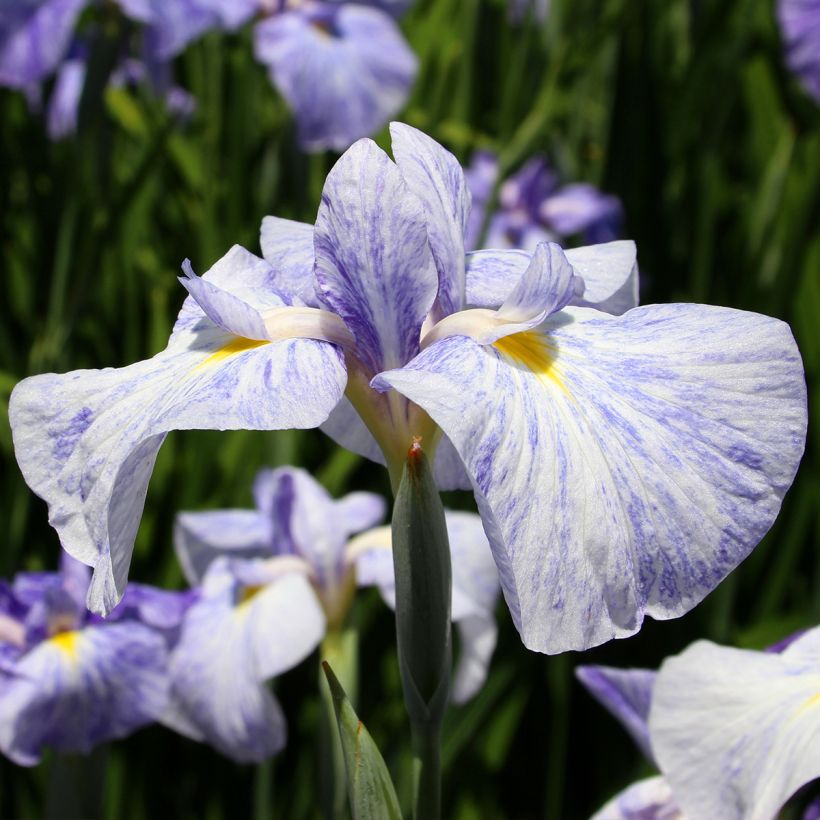 Iris ensata Eden's Paintbrush - Iris giapponese (Fioritura)