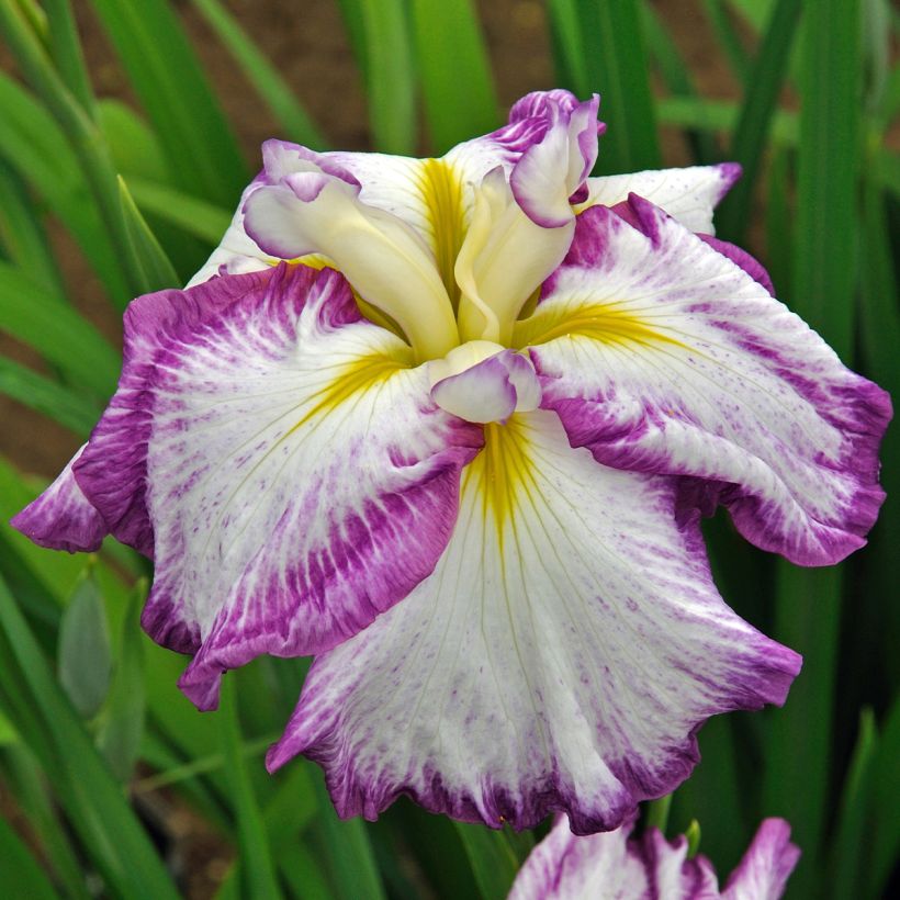 Iris ensata Harlequinesque - Iris giapponese (Fioritura)