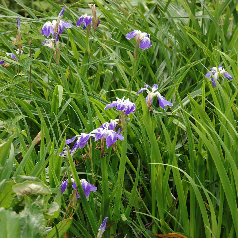 Iris ensata Montrosa - Iris giapponese (Porto)