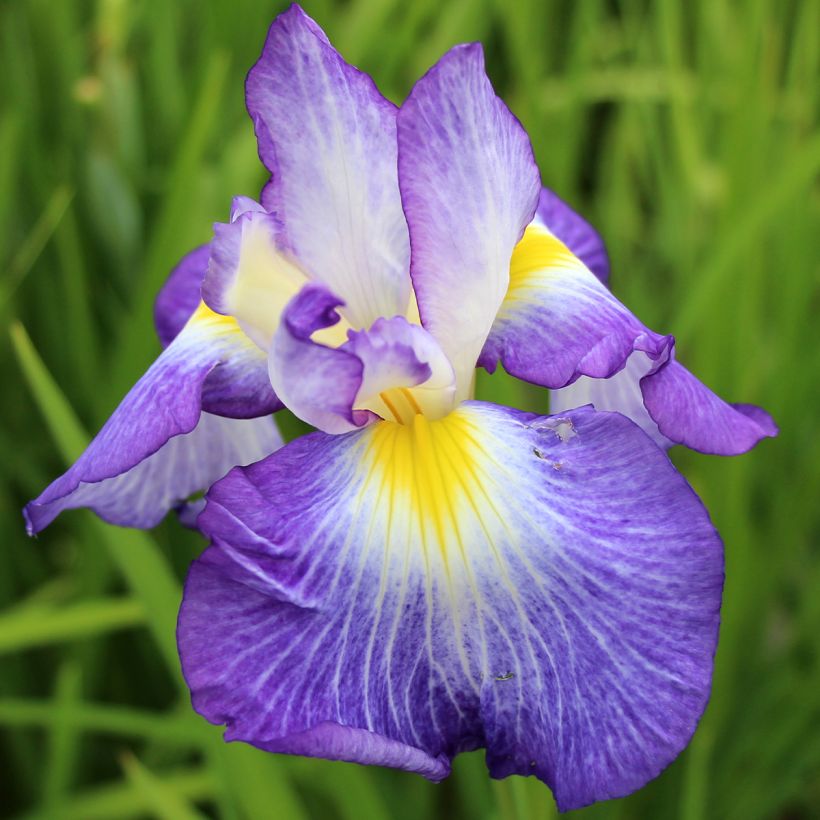 Iris ensata Ocean Mist - Iris giapponese (Fioritura)