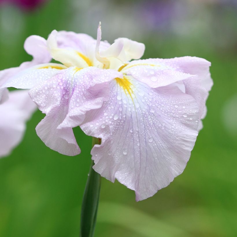 Iris ensata World's Delight - Iris giapponese (Fioritura)