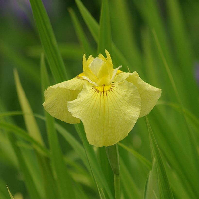 Iris ensata Aichi-no-Kagayaki - Iris giapponese (Fioritura)