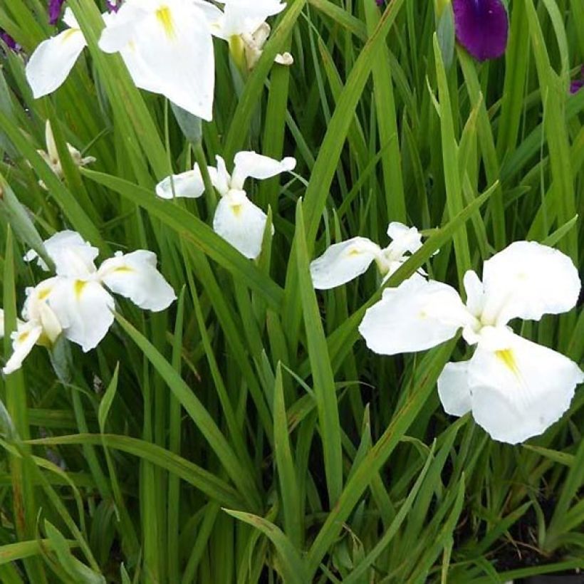 Iris ensata Diamant - Iris giapponese (Fogliame)