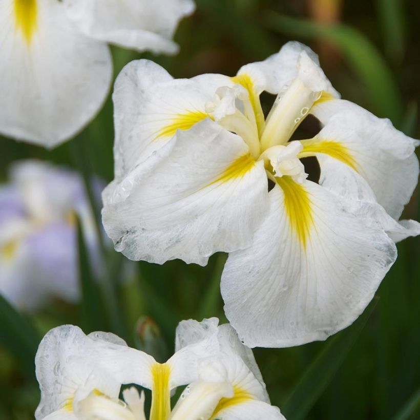 Iris ensata Diamant - Iris giapponese (Fioritura)