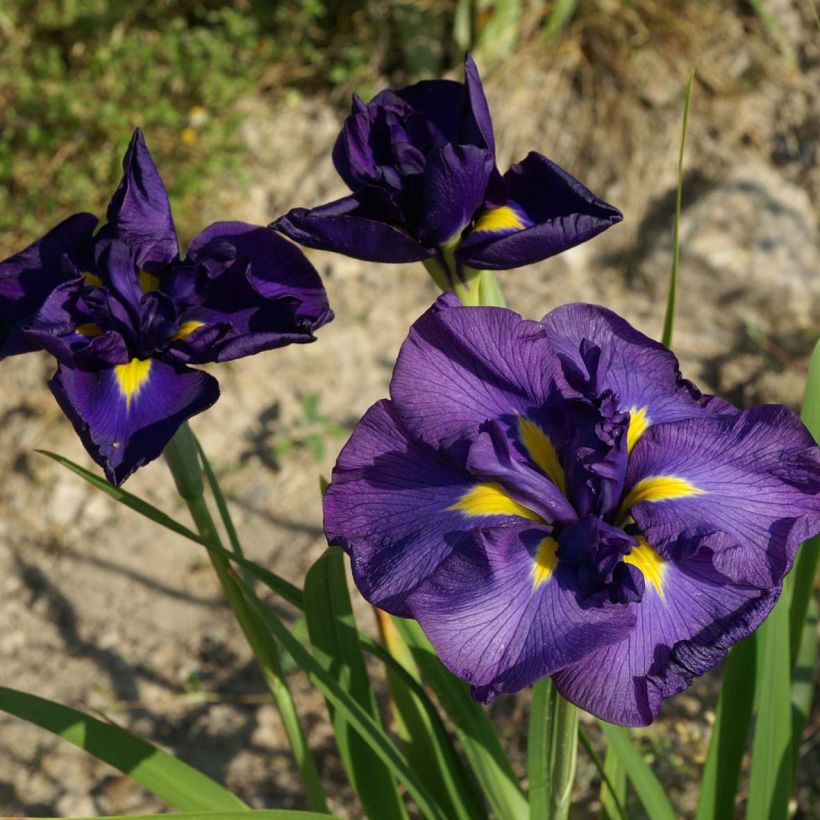 Iris ensata Geisha-Hiskiki - Iris giapponese (Fioritura)