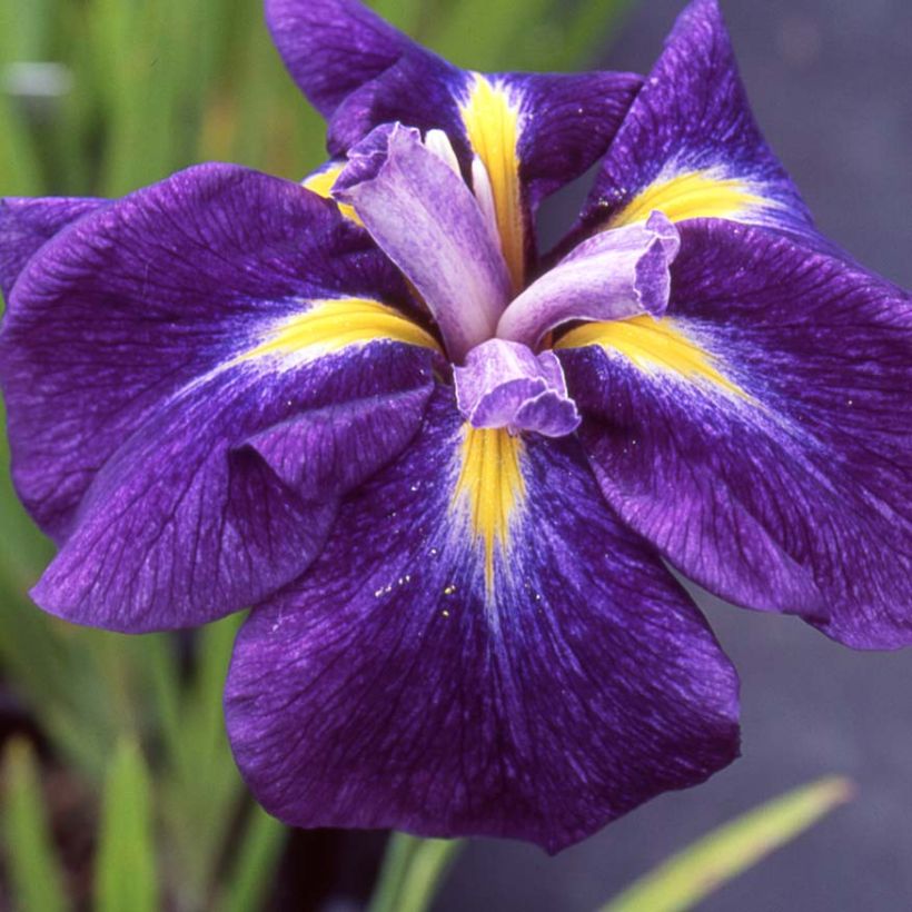 Iris ensata Iedo Mishiski - Iris giapponese (Fioritura)