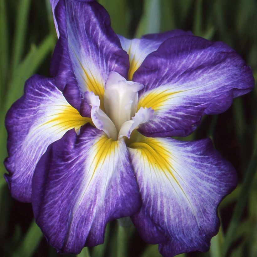 Iris ensata Illumination - Iris giapponese (Fioritura)