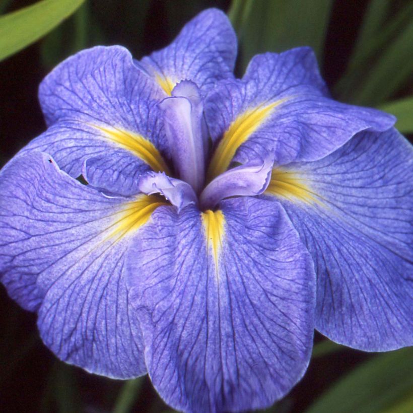 Iris ensata Mme Bigot - Iris giapponese (Fioritura)