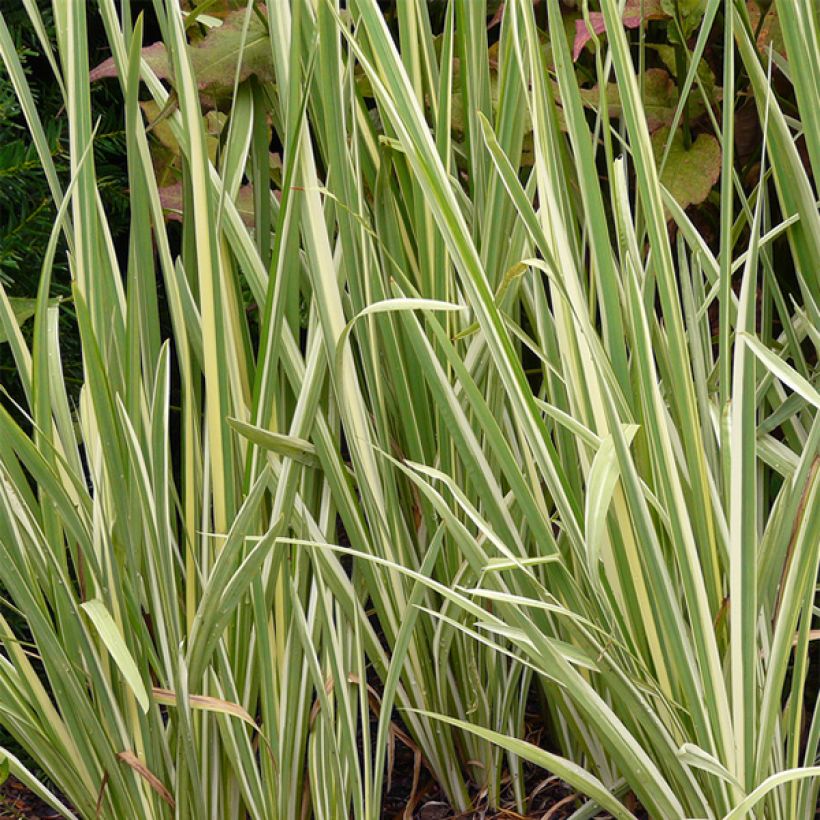 Iris ensata Variegata - Iris giapponese (Fogliame)