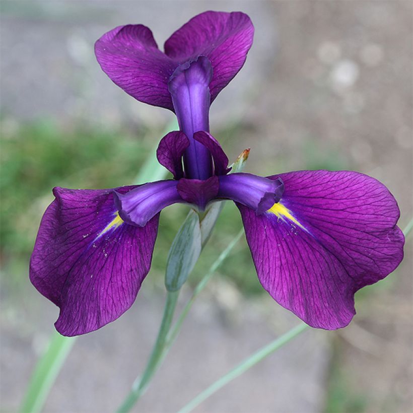 Iris ensata Variegata - Iris giapponese (Fioritura)