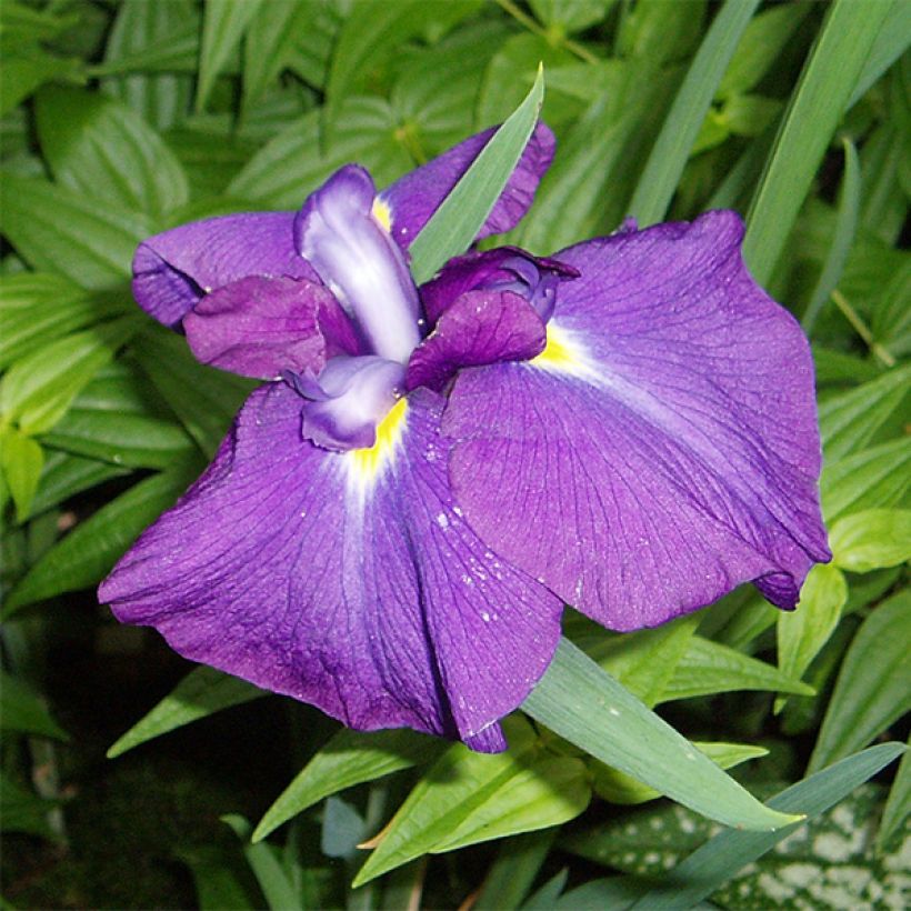 Iris ensata Velvety Queen - Iris giapponese (Fioritura)