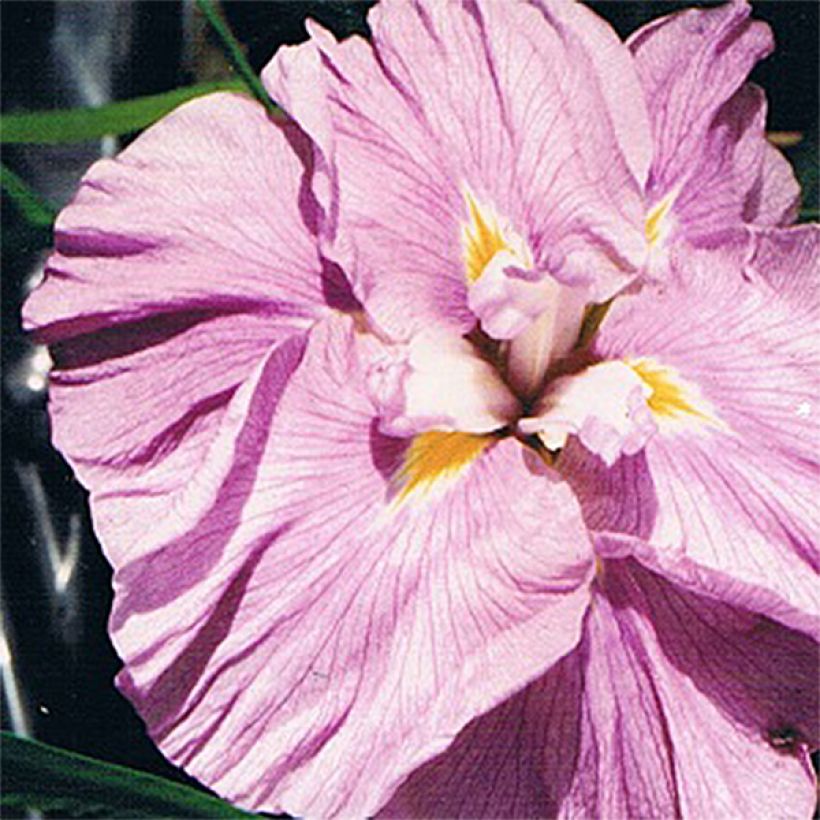 Iris ensata Worley Pink - Iris giapponese (Fioritura)