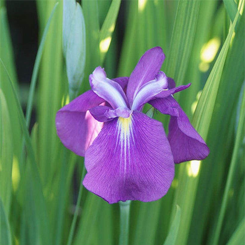 Iris ensata Yezo Nishiki - Iris giapponese (Fioritura)