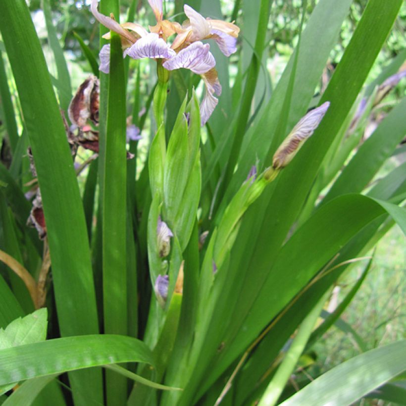 Iris foetidissima - Giaggiolo puzzolente (Fogliame)