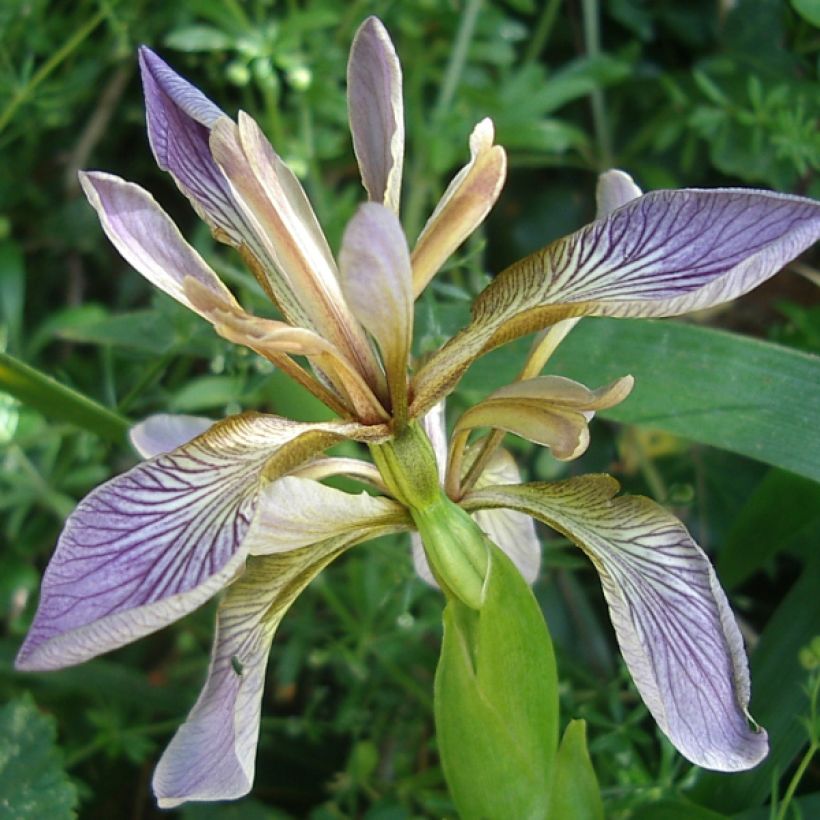 Iris foetidissima - Giaggiolo puzzolente (Fioritura)