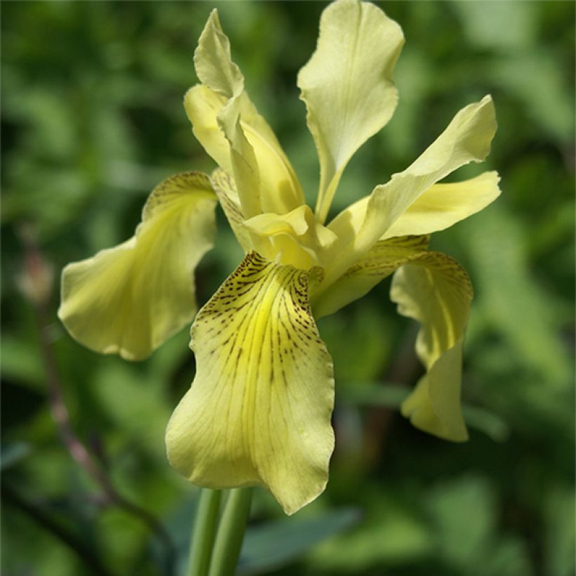 Iris forrestii - Giaggiolo (Fioritura)